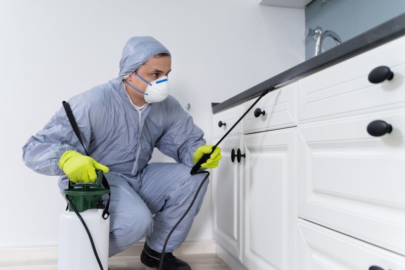 Beetle Removal in Frisco, TX