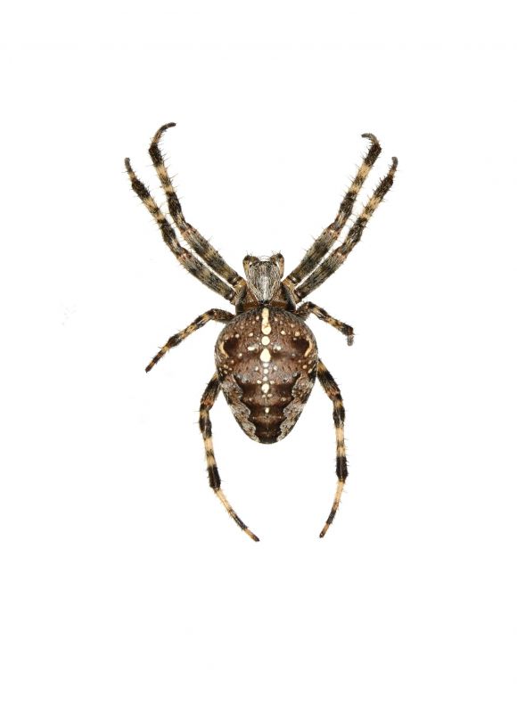 Cross Spider Extermination in Rockwall, TX