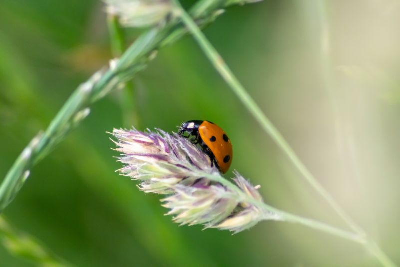 Ladybug Removal in Arlington, TX