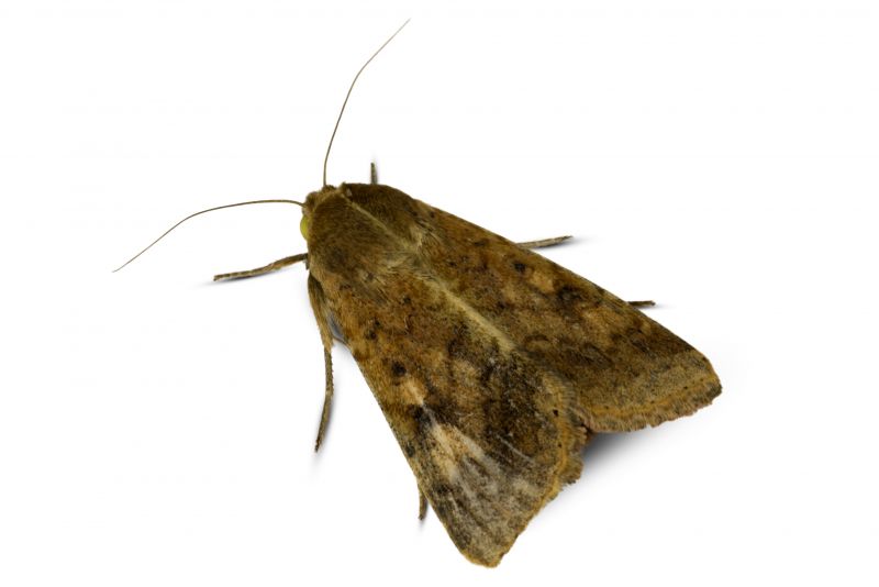 Moth Extermination in Katy, TX