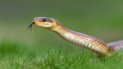 Contact About Snake Control