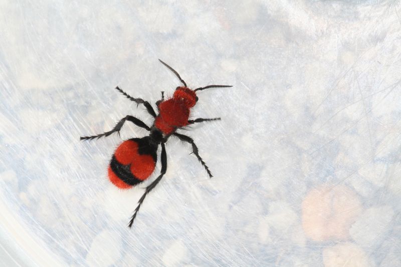Velvet Ant Extermination in New Braunfels, TX