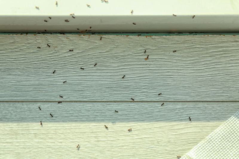 Ants Extermination Service in Rockwall, TX