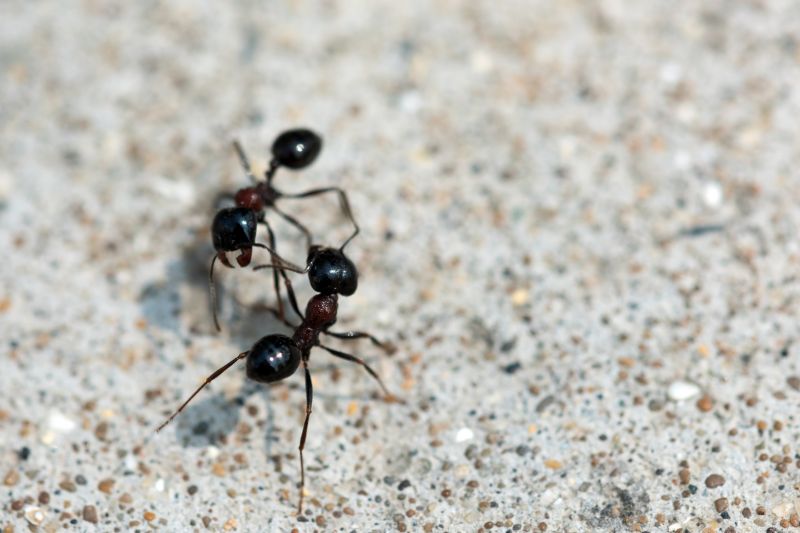 Ants Extermination Service in Rockwall, TX