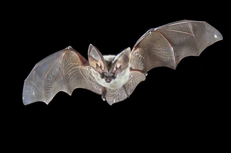 Bat Infestations In Homes: Health Risks And Safe Removal