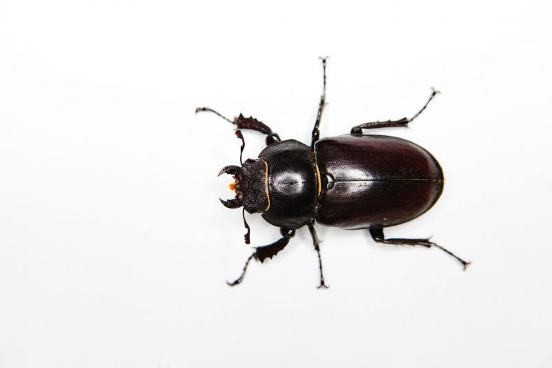 Beetle Removal in Arlington, TX