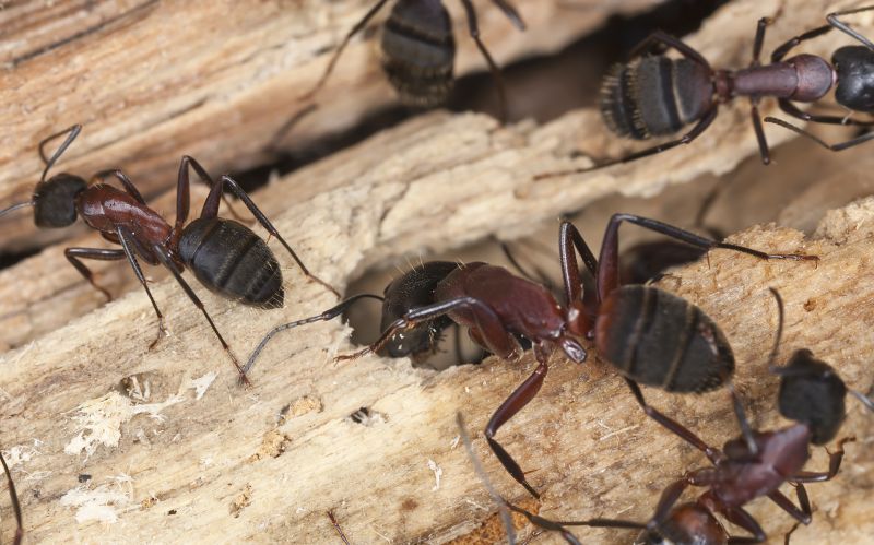 Black Ant Extermination in New Braunfels, TX