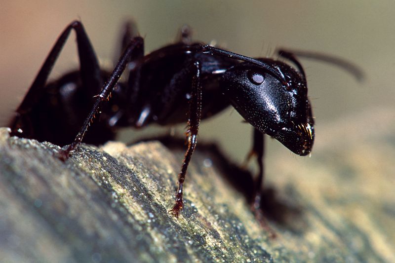 Black Ant Extermination in New Braunfels, TX