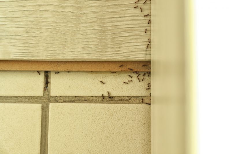 Black Ant Extermination in Rockwall, TX
