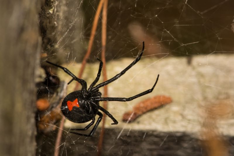 Black Widow Extermination in Frisco, TX