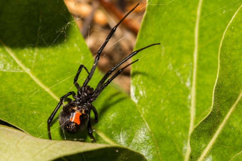 Black Widow Extermination in Denton, TX
