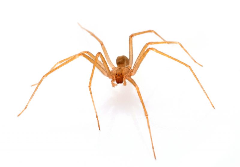 Brown Recluse Extermination in Fort Worth, TX