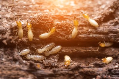 Commercial Termite Prevention in Frisco, TX