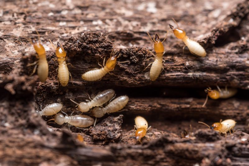 Commercial Termite Prevention in Frisco, TX