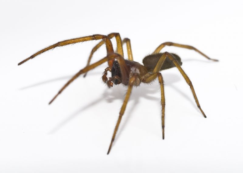 Common Spiders Extermination in Denton, TX
