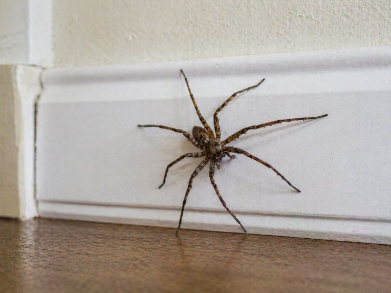Common Spiders Extermination in Katy, TX