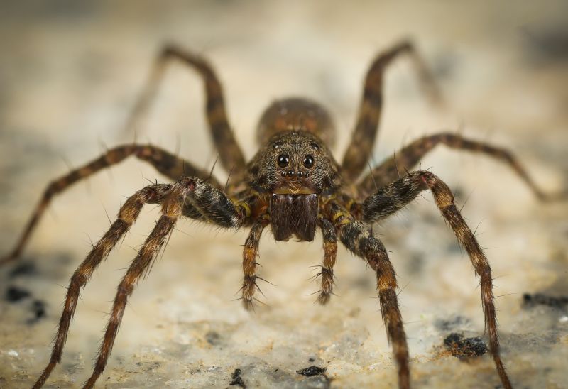 Common Spiders Extermination in New Braunfels, TX
