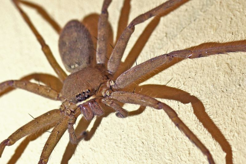 Common Spiders Extermination in Rockwall, TX