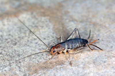 Cricket Control Service in New Braunfels, TX