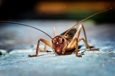 Cricket Control Service in Frisco, TX