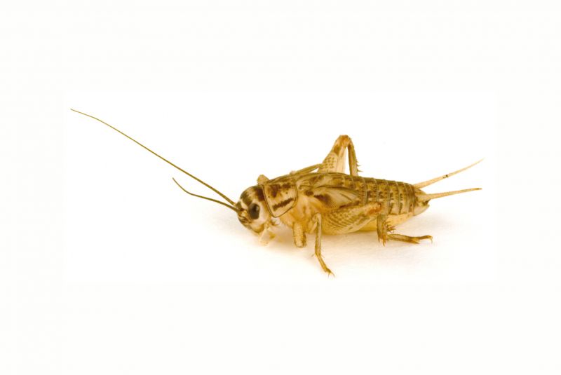 Cricket Control Service in Rockwall, TX