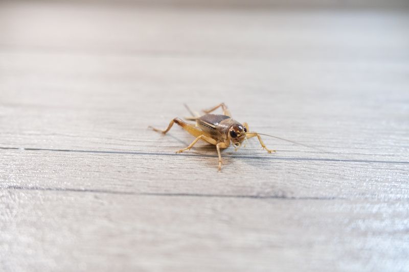 Cricket Prevention in Rockwall, TX