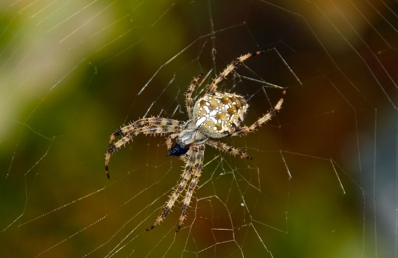 Cross Spider Extermination in Mckinney, TX