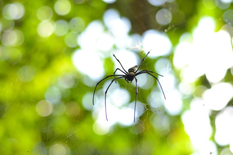 Cross Spider Extermination in Rockwall, TX