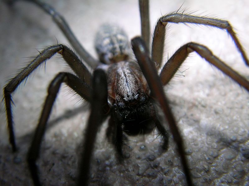 Cross Spider Extermination in Katy, TX