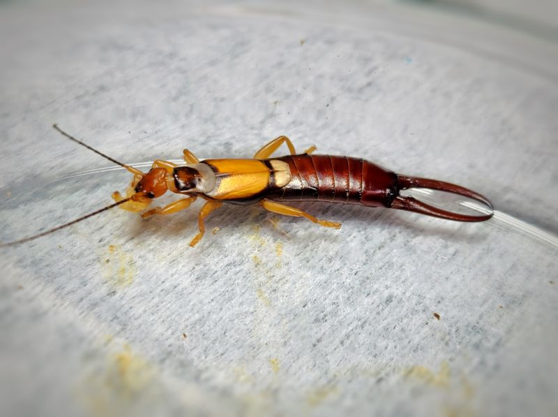 Earwig Extermination in Katy, TX