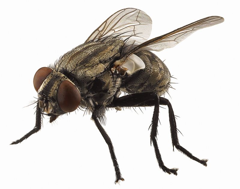 Fly Control Service in Fort Worth, TX