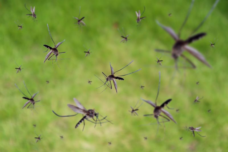 Fly Control Service in New Braunfels, TX