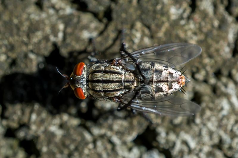 Fly Extermination in Katy, TX