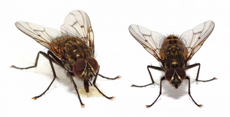 Fly Infestation Extermination in Denton, TX