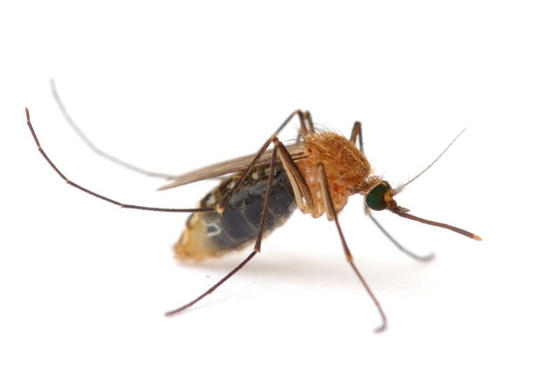 Fly Pest Control in Rockwall, TX