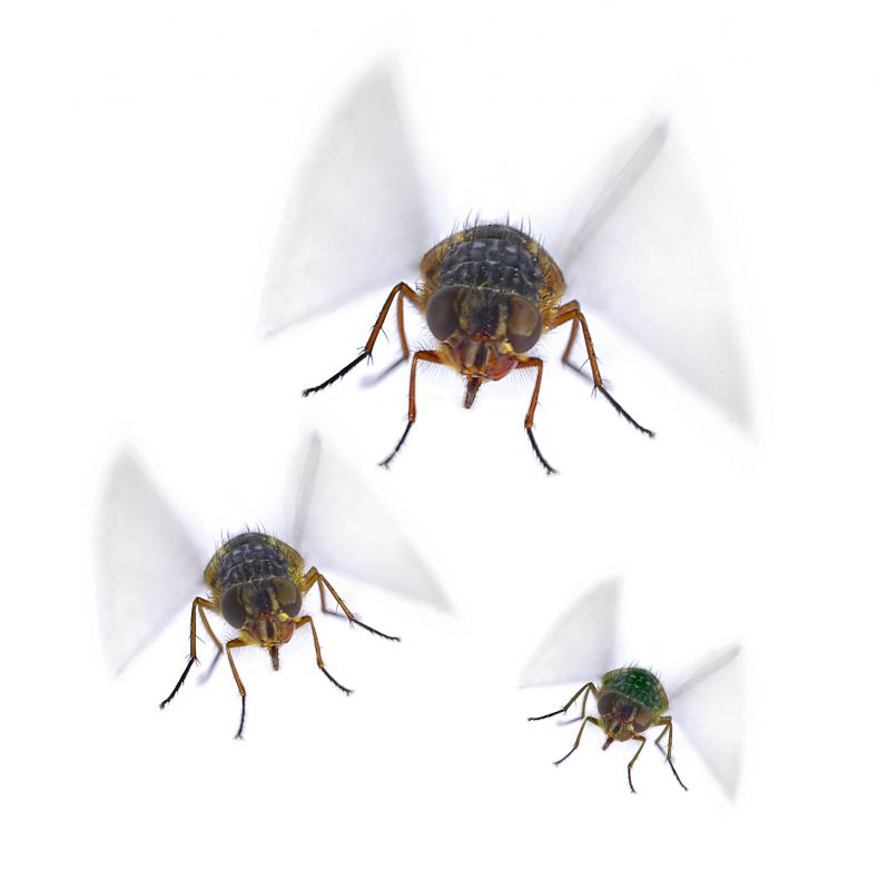 Fly Pest Control in Mckinney, TX