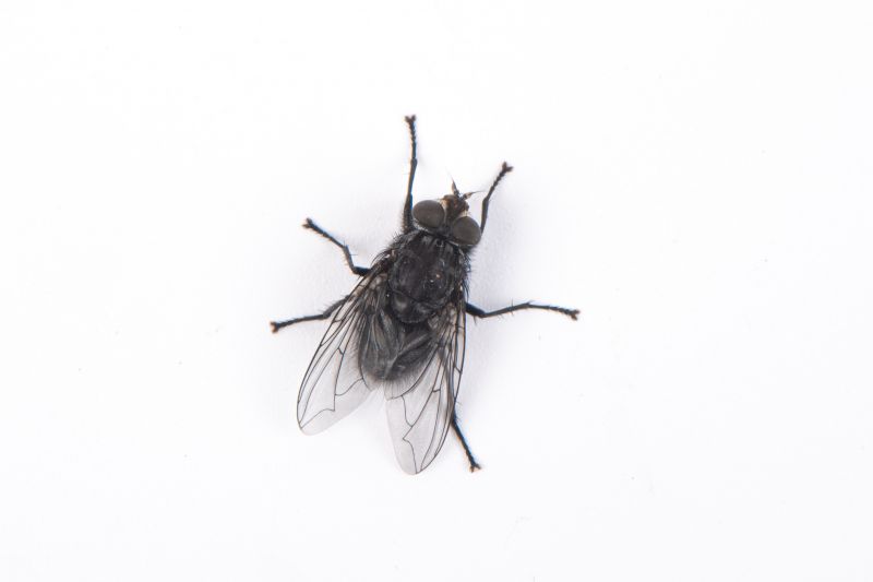 Fruit Fly Extermination in Arlington, TX