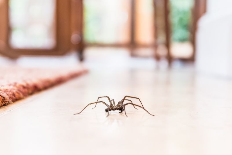 Hobo Spider Extermination in Frisco, TX