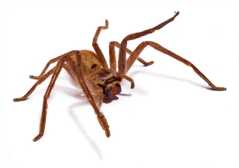 Huntsman Spider Extermination in New Braunfels, TX