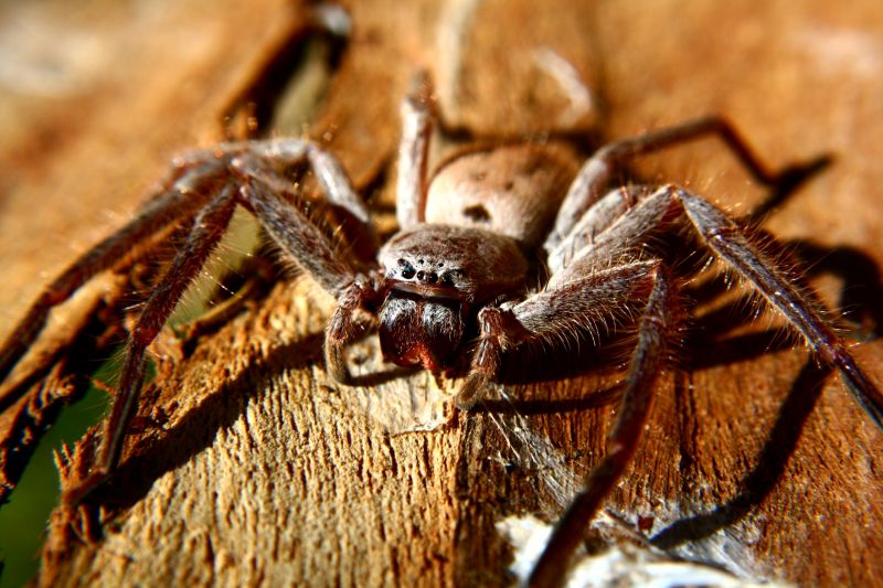 Huntsman Spider Extermination in Katy, TX