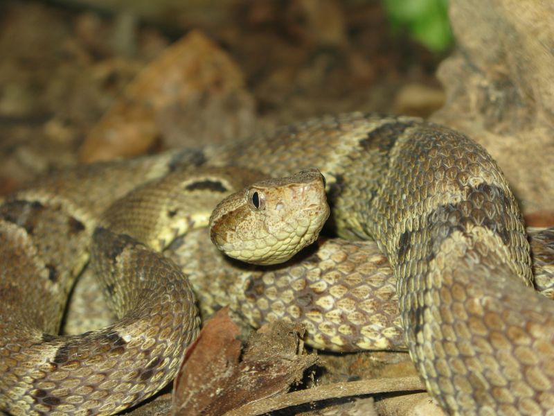 Identifying Venomous Vs. Non-Venomous Snakes And When To Call A Professional