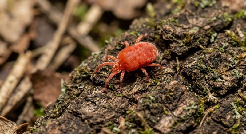 Mites Extermination in Katy, TX