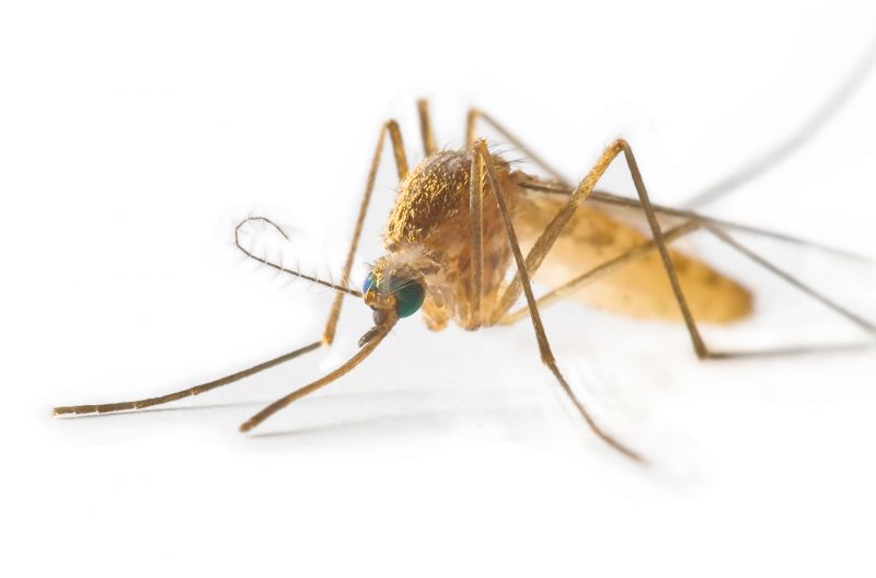 Mosquito Control Service in Mckinney, TX