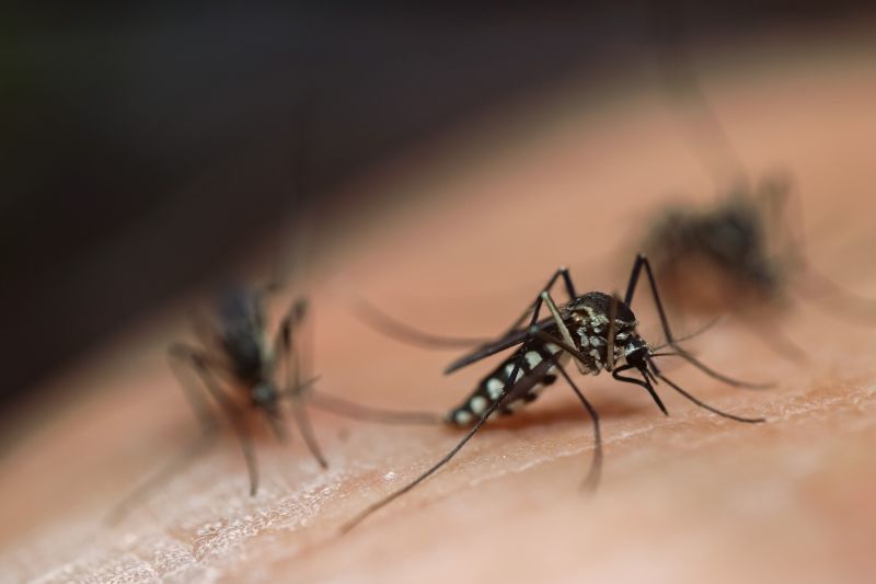Mosquitoes Pest Control in Katy, TX