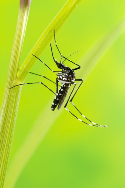 Mosquitoes Pest Control in Frisco, TX