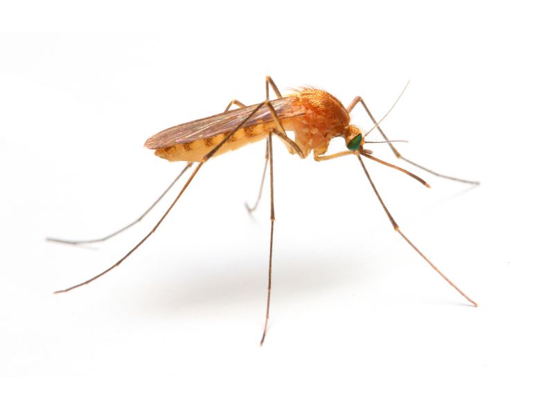 Mosquitoes Pest Control in Arlington, TX