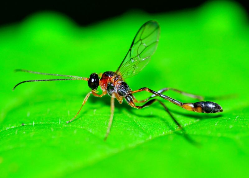 Mud Dauber Extermination in Frisco, TX
