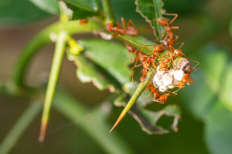 Red Ant Extermination in Arlington, TX
