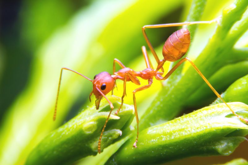 Red Ant Extermination in Rockwall, TX