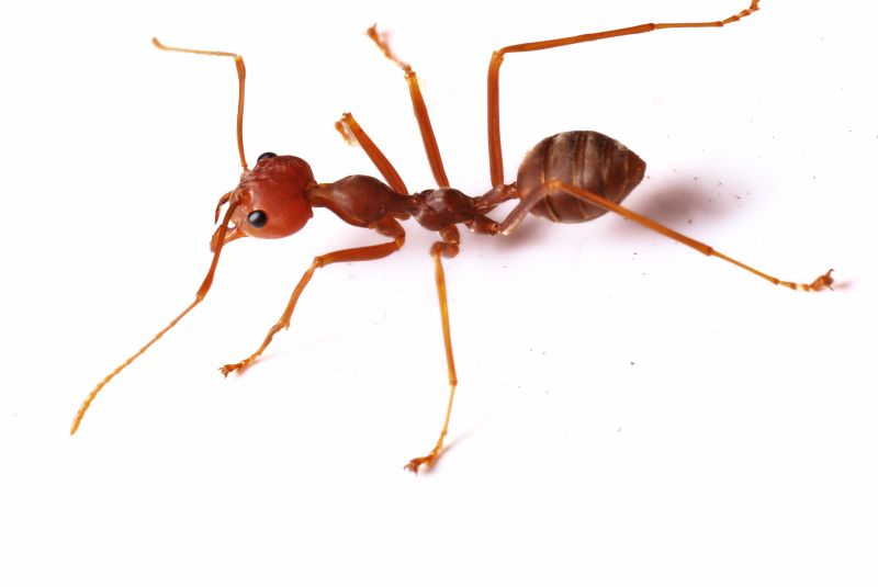 Red Ant Extermination in Mckinney, TX